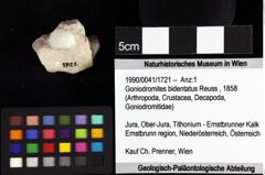 Foto (Objket + Etiketten) von Cracensigillatus acutirostris (Moericke, 1889) 